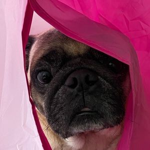 Meet your Posher, Leslie